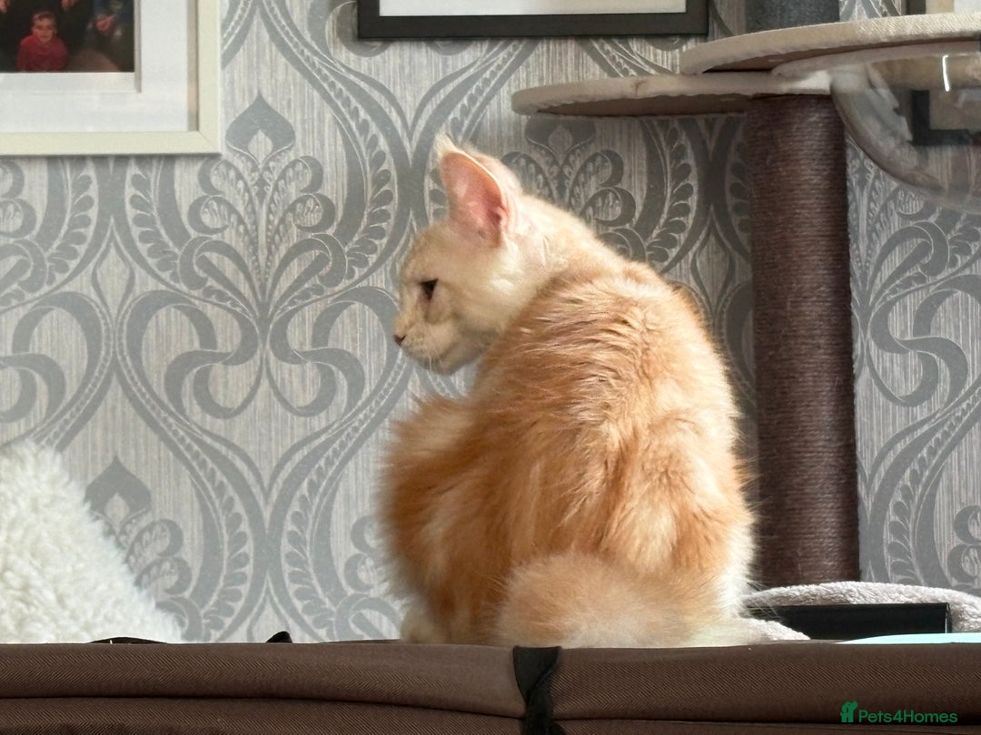 Maine Coon cats for sale: Perfect red cream boy  - Image 5