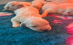 Golden Retriever dogs for sale: Health tested parents - Image 14