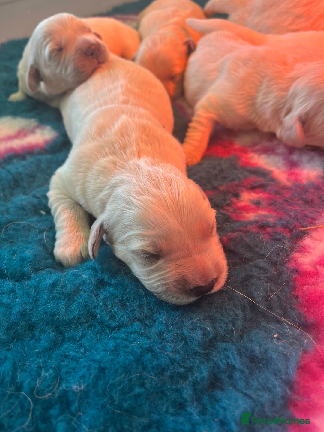 Golden Retriever dogs for sale: Health tested parents - Image 14