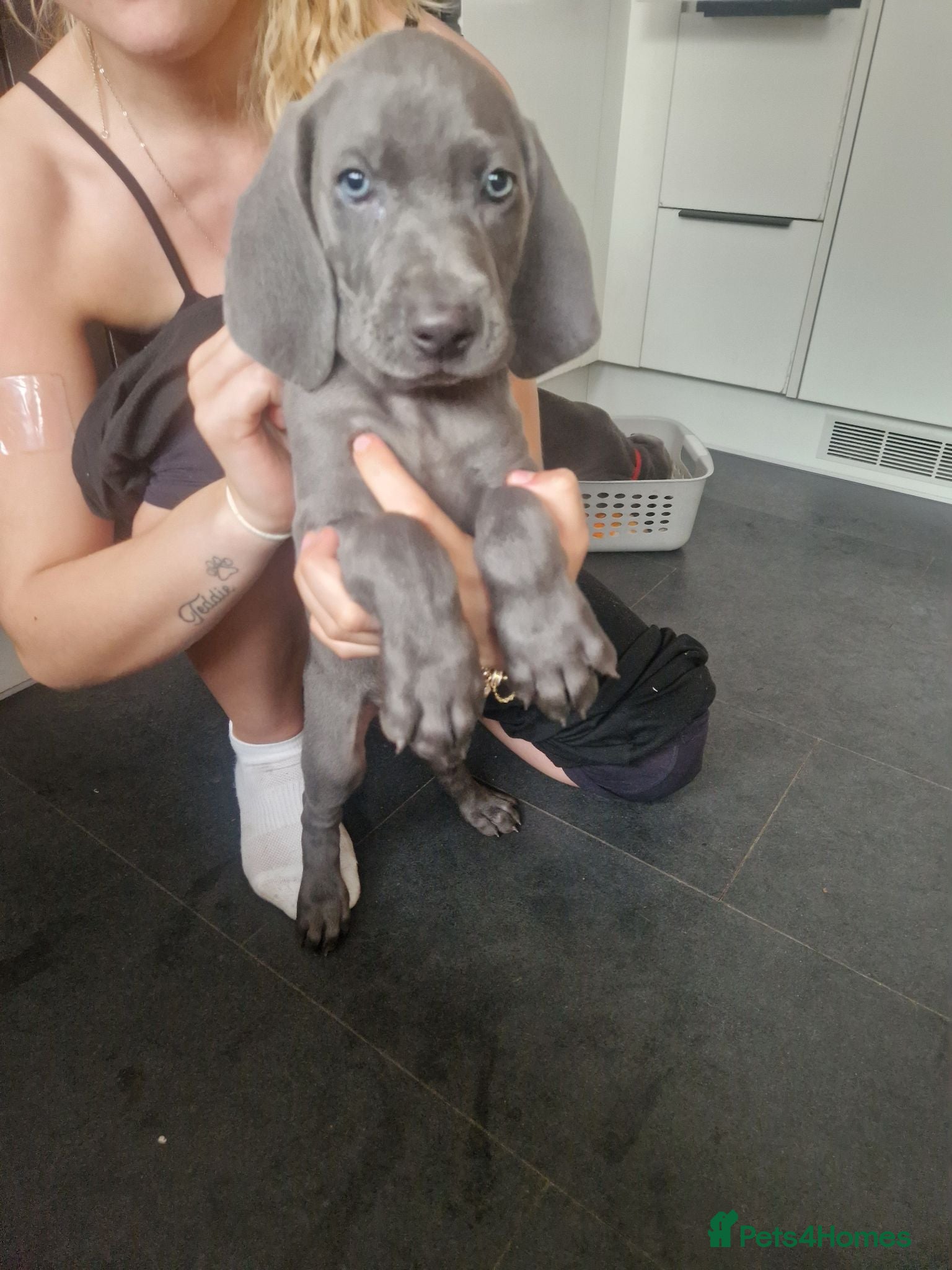 Weimaraner dogs  kc registered blue weimaraner ONLY 2 BOYS LEFT - Advert 13
