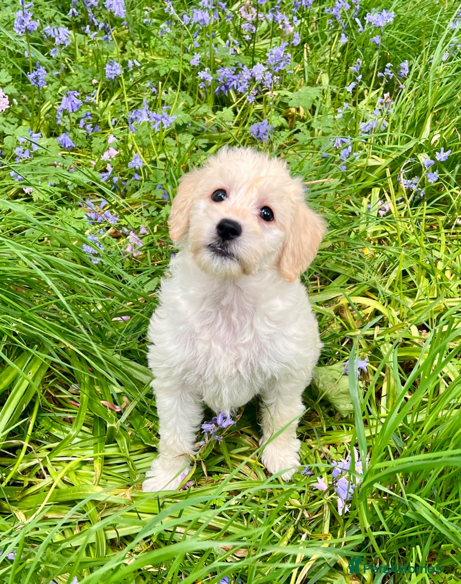 Labradoodle dogs F1b miniature labradoodles  - Advert 1