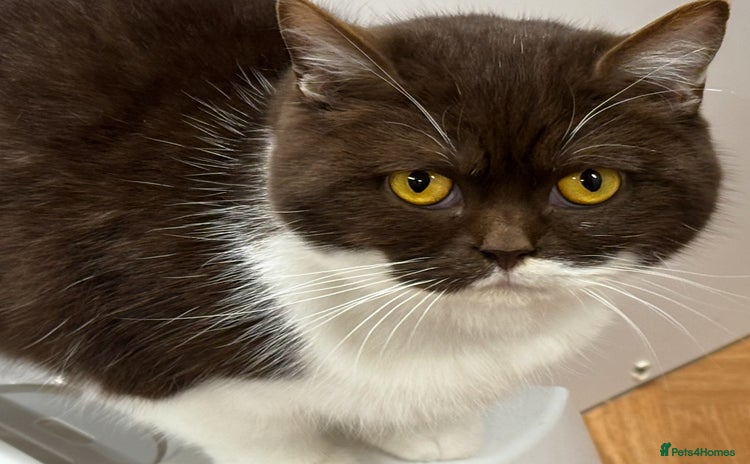 British Shorthair cats - Advert 7