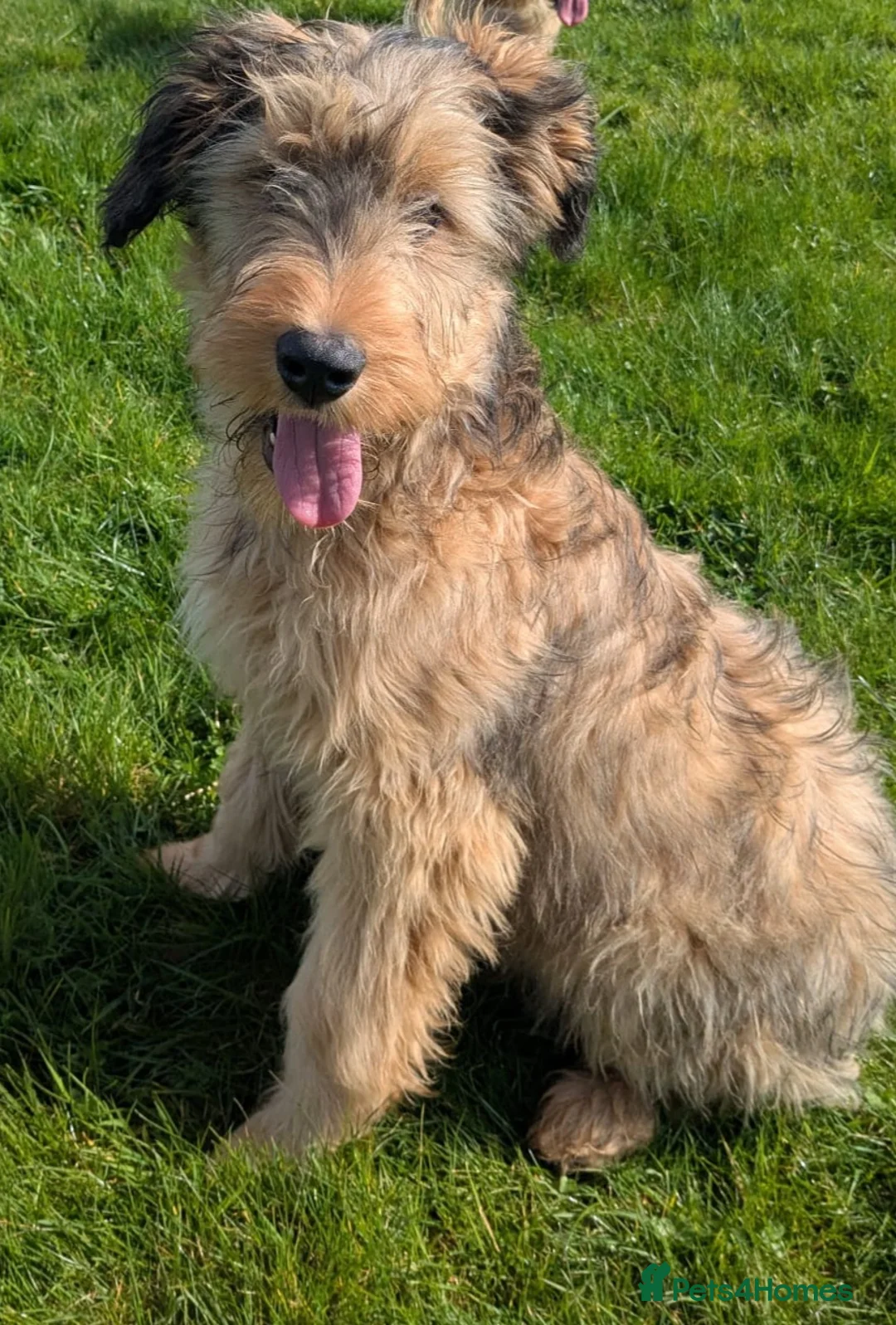 Briard dogs for sale: Top class puppies - Advert 1