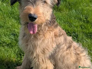 Briard dogs Top class puppies - Advert 1