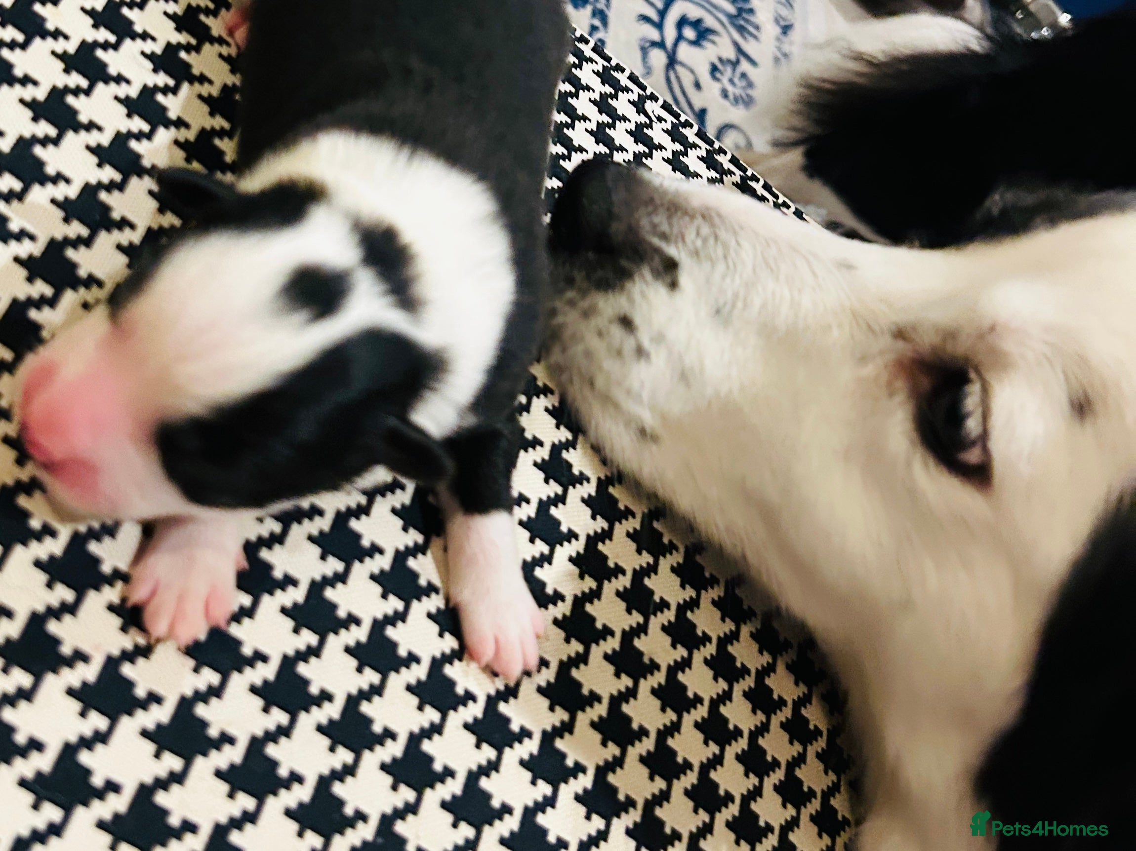 Border Collie dogs 5⭐️breeder KC DNA tested champions border collie  - Advert 2