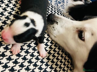 Border Collie dogs 5⭐️breeder KC DNA tested champions border collie - Advert 2