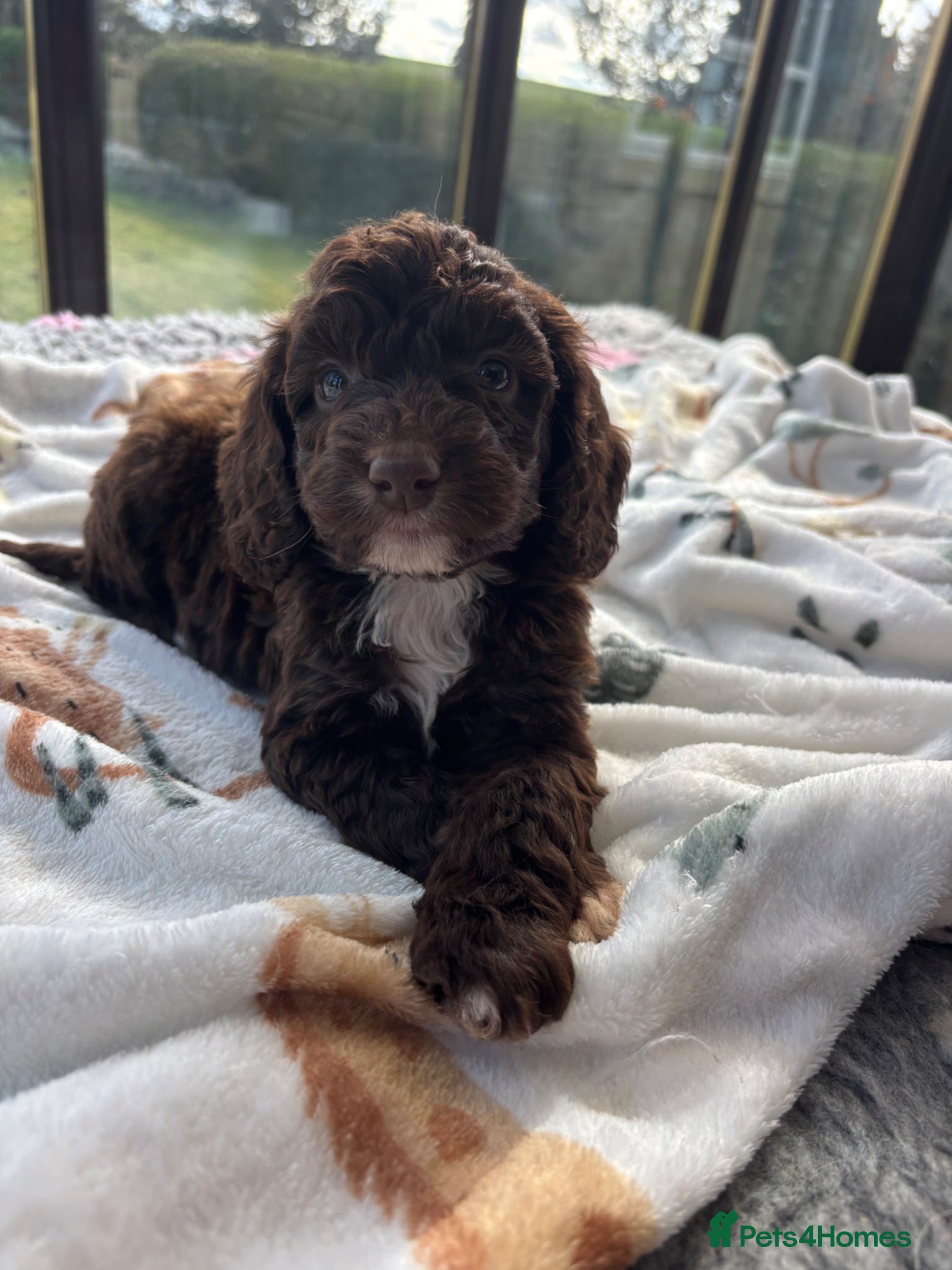 Cockapoo dogs READY TO LEAVE Beautiful Chocolate cockapoos  - Advert 1