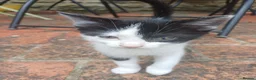 Mixed Breed cats for sale: Lovely black and white female kittens for sale - Advert 5