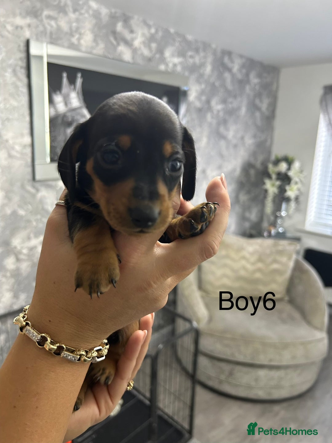 Miniature Dachshund dogs for sale: Miniature dachshund puppies  - Advert 12