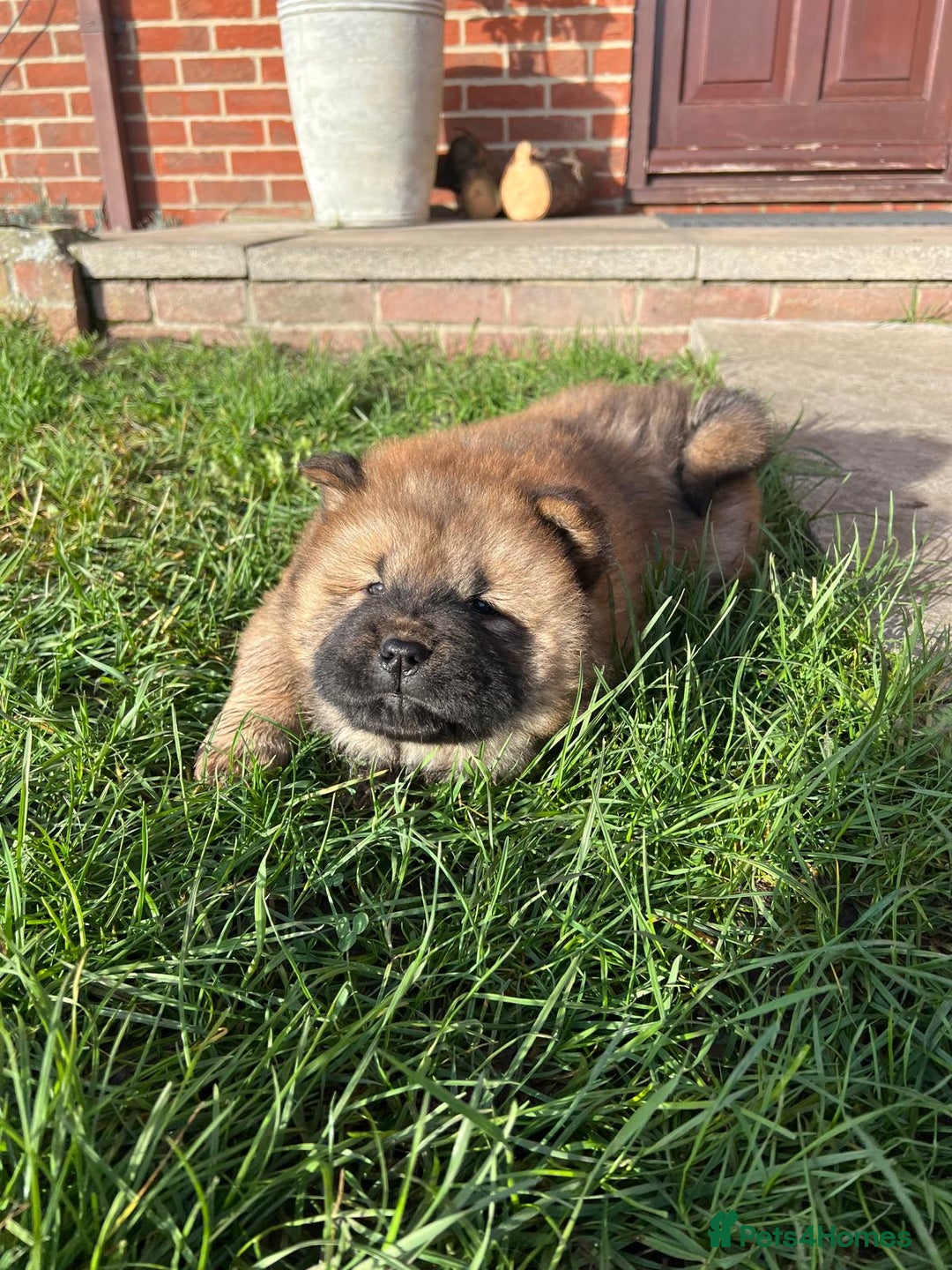 Chow Chow dogs for sale: Gorgeous Chow Chow Puppies Raised in a loving Home - Advert 33