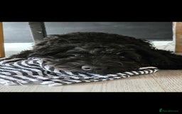 Doxiepoo dogs for sale: OZZY (daxiepoo) - Image 9