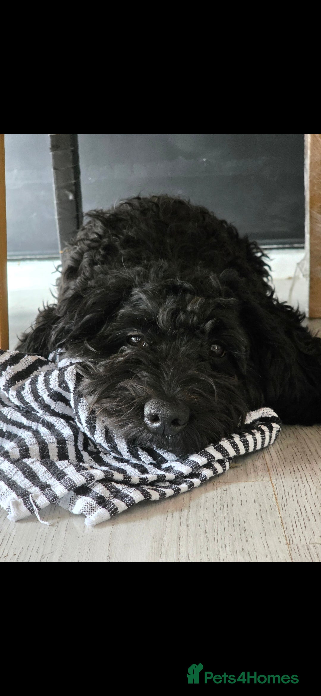 Doxiepoo dogs for sale: OZZY (daxiepoo) - Image 9