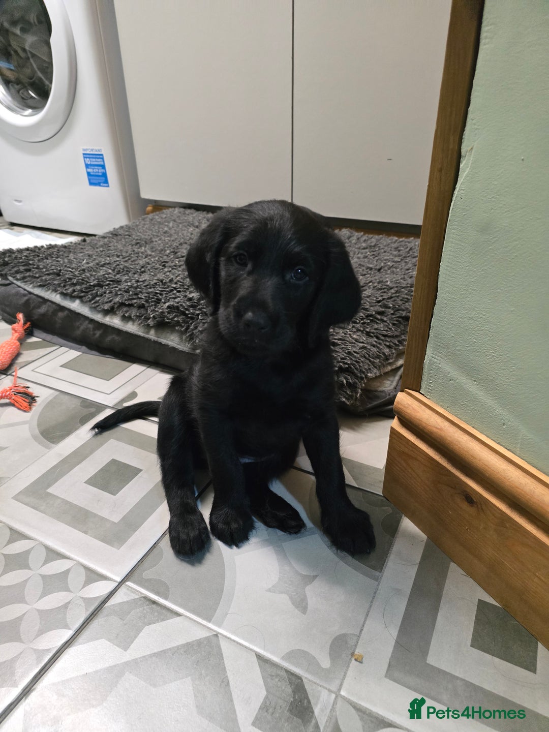 Labradoodle dogs for sale: Only one gorgeous girl left - Advert 13