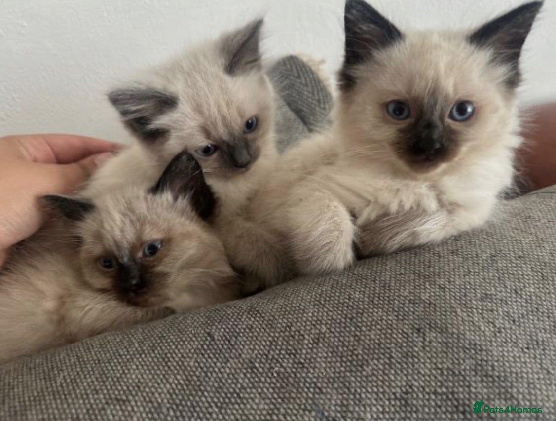 Ragdoll cats ragdoll kittens  and British shorthair available  - Advert 15