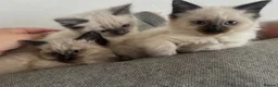 Ragdoll cats for sale: ragdoll kittens  and British shorthair available  - Advert 1