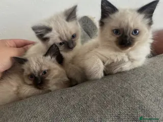 Ragdoll cats ragdoll kittens and British shorthair available - Advert 1