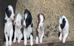 Border Collie dogs for sale: Beautiful sheepdog pups - Image 1
