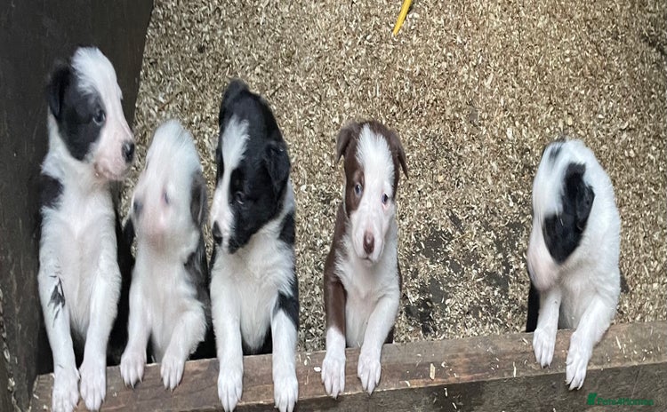 Border Collie dogs - Advert 11