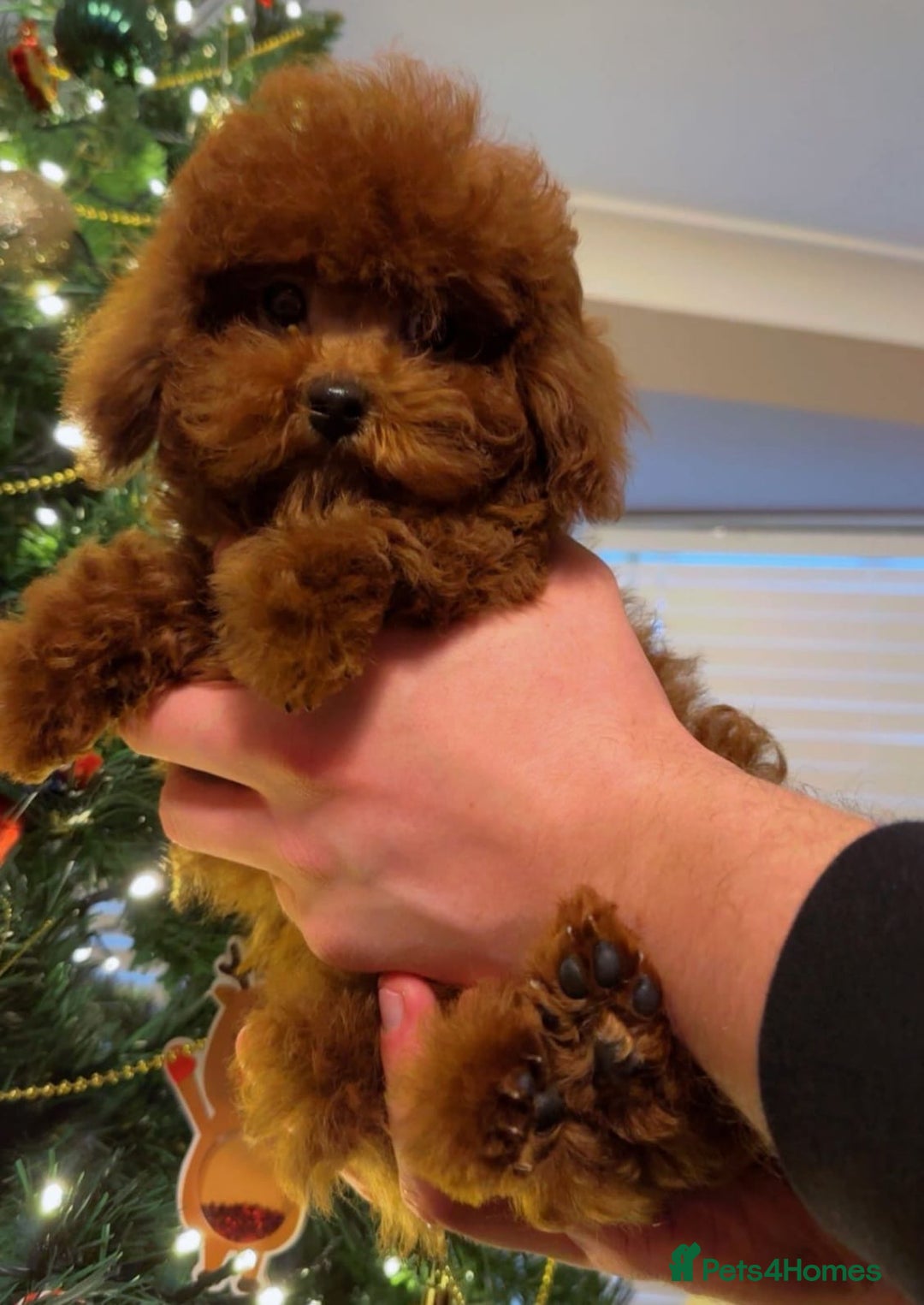 Toy Poodle dogs for sale: Asian Toy Poodle (Korean & Chineese) - Advert 8