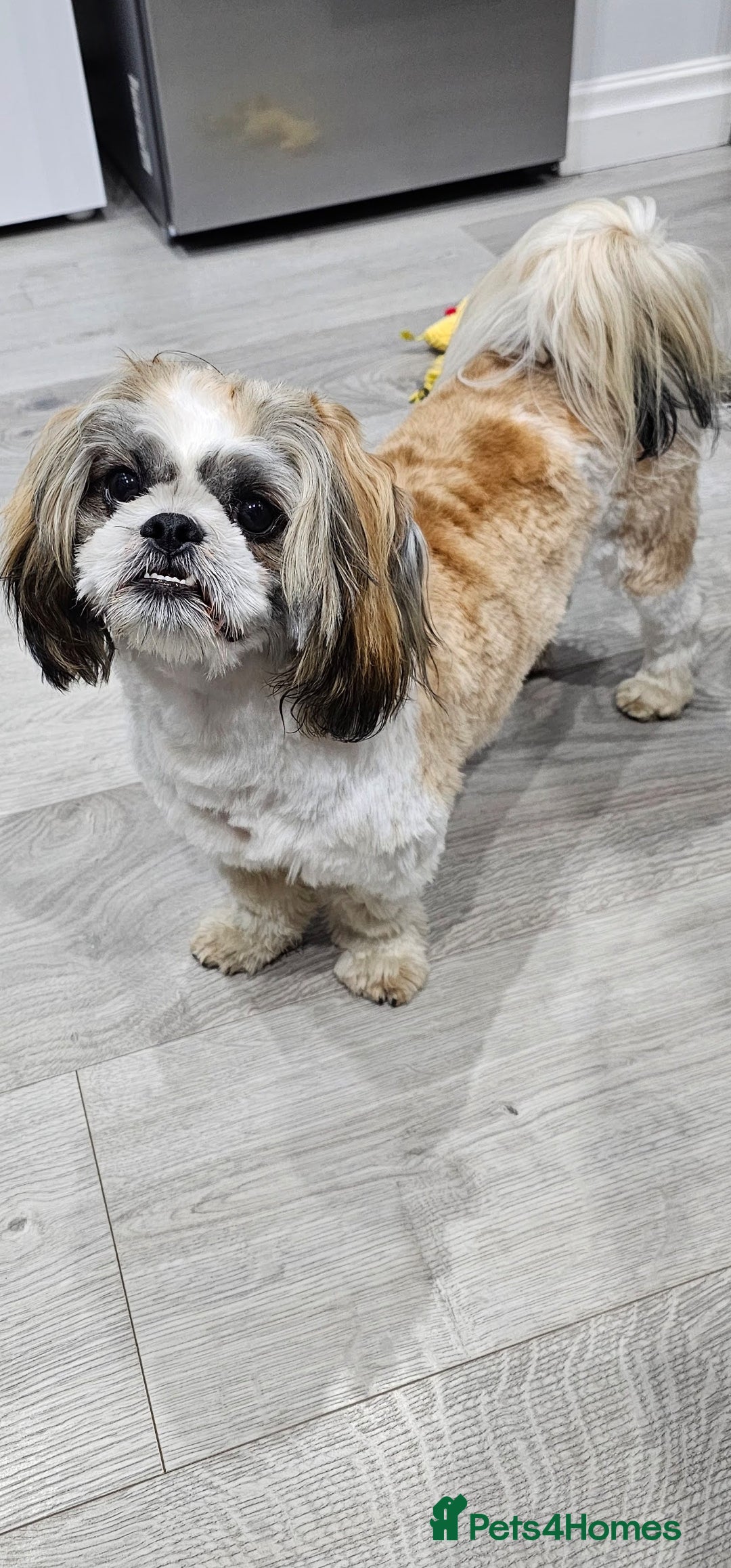 Shih Tzu dogs Male Shih Tzu almost 2 years old.  - Advert 1