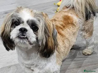 Shih Tzu dogs Male Shih Tzu almost 2 years old. - Advert 17