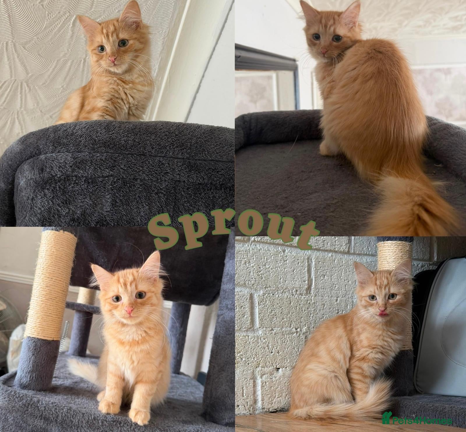 British Shorthair cats 3 beautiful little kittens🐾 - Advert 2