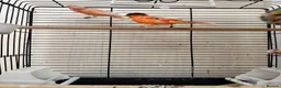 Parrots birds for sale: A pair of red factor canaries and cage  - Advert 6