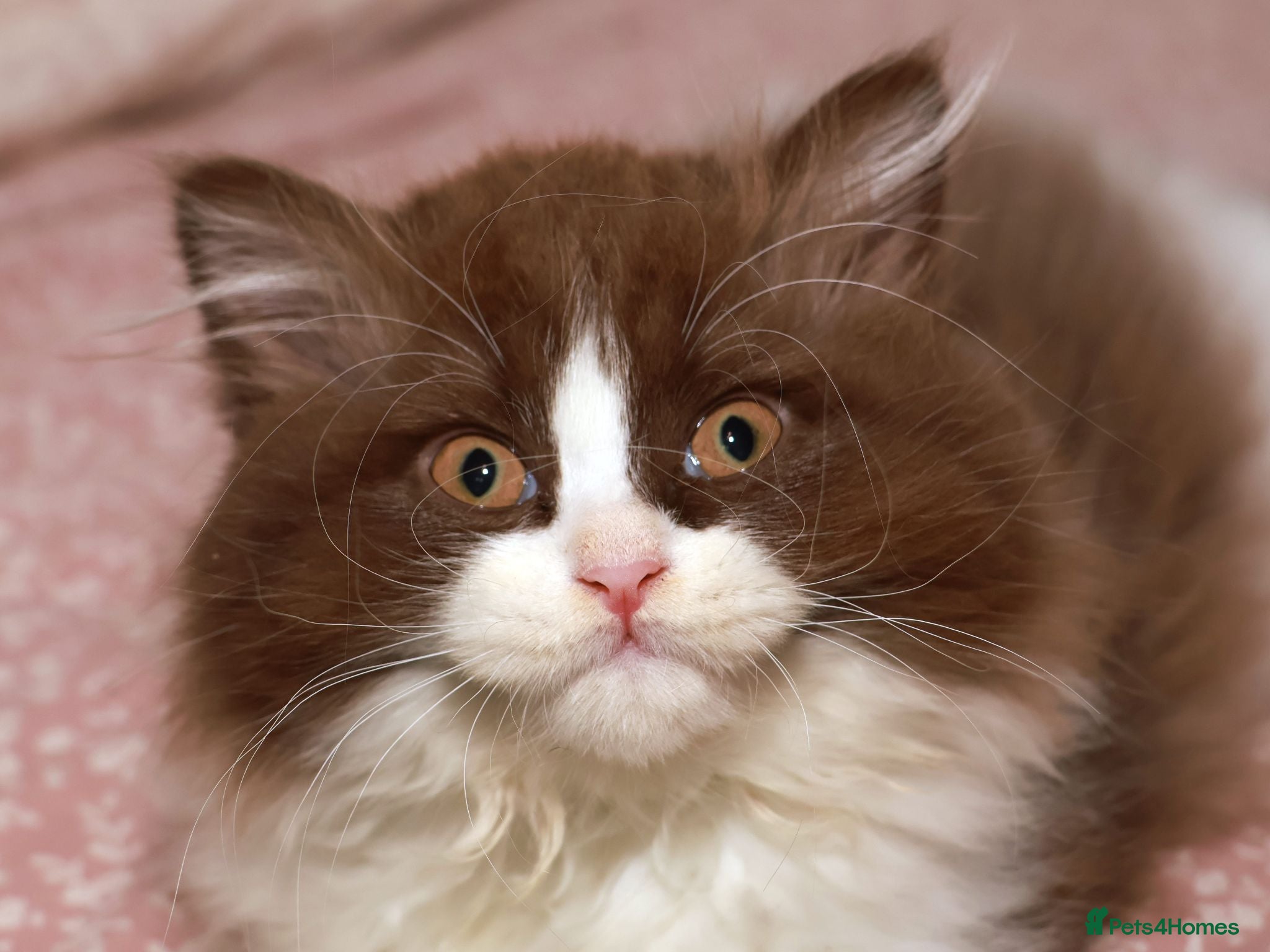 British Longhair cats Stunning Males TICA Reg - Advert 2