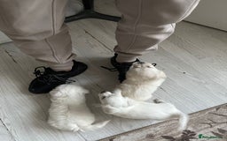 Bichon Frise dogs for sale: Bichon - Image 9