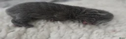 Mixed Breed cats for sale: LITTLE ROYALS READY TO FIND THEIR FOREVER HOMES 🐾 - Advert 4