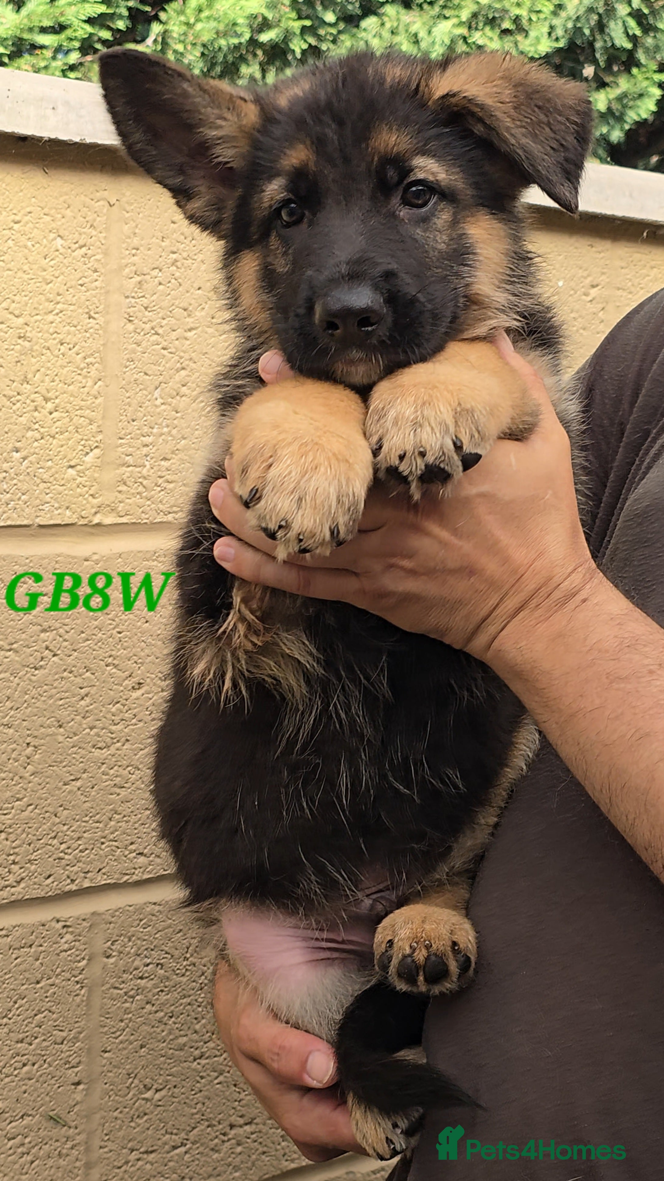 German Shepherd dogs Top Quality GSD (Alsatian) Pups For Sale - Advert 2