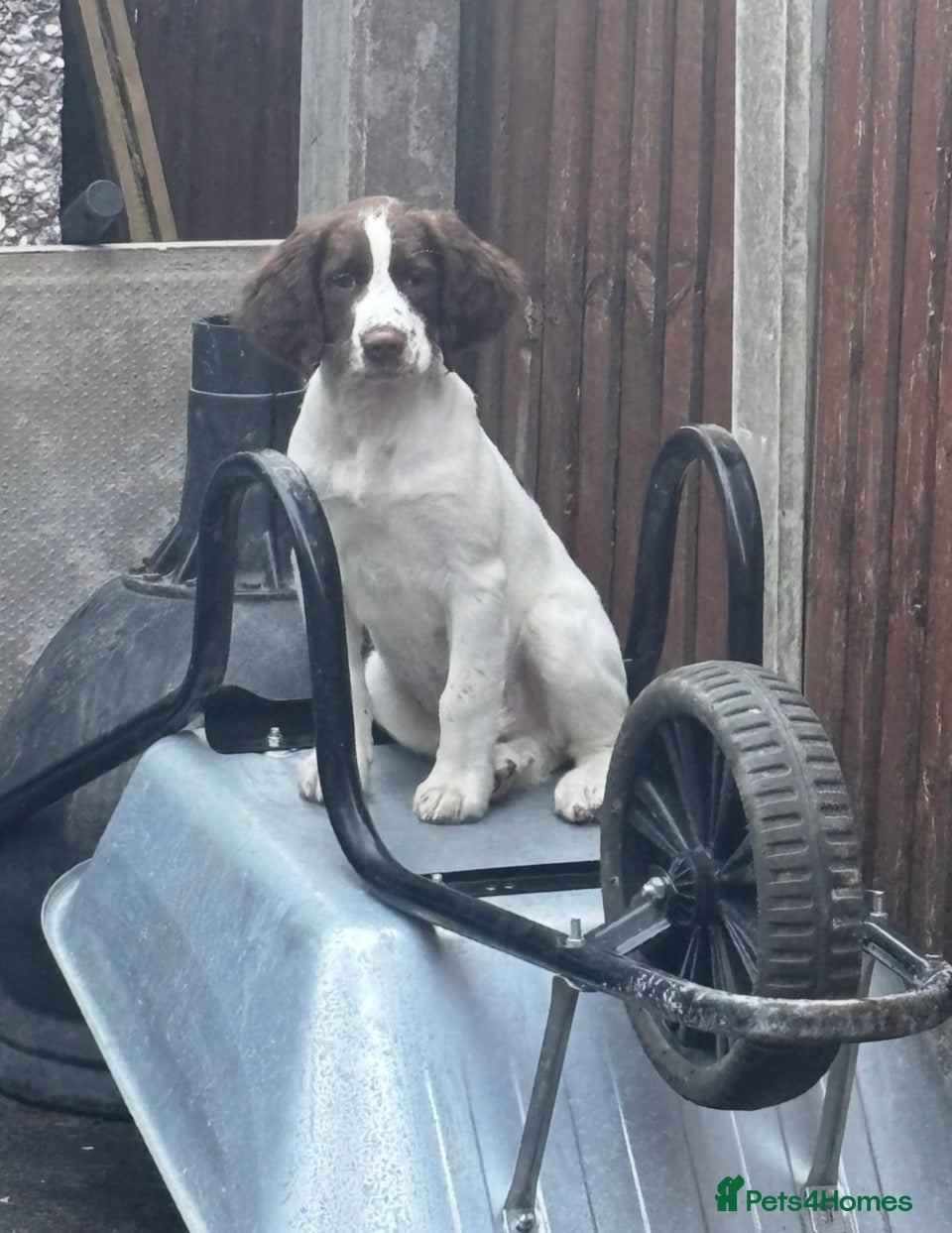 English Springer Spaniel dogs for sale: Kc registered mark working lines part trained  - Advert 2