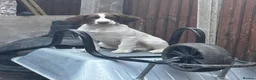 English Springer Spaniel dogs for sale: Kc registered mark working lines part trained  - Advert 1