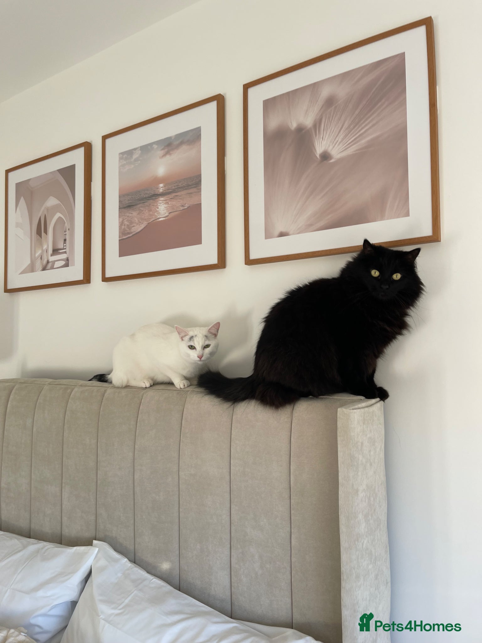 Mixed Breed cats 2 x mixed breed cats for rehome - Advert 1