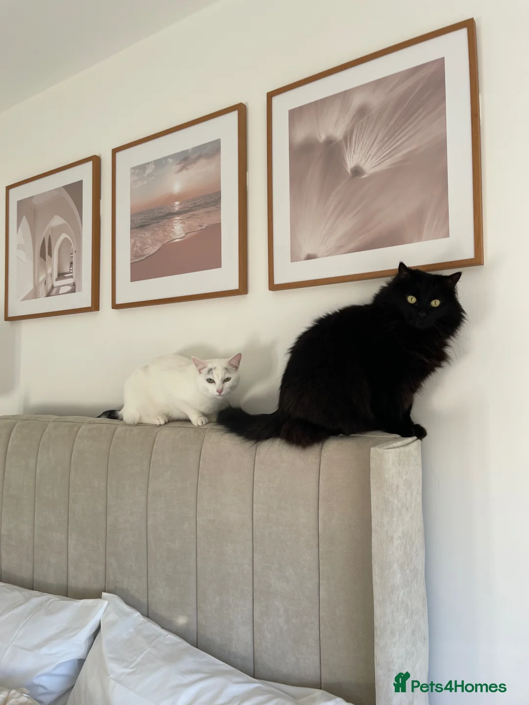 Mixed Breed cats for sale: 2 x mixed breed cats for rehome - Advert 1