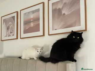 Mixed Breed cats 2 x mixed breed cats for rehome - Advert 1