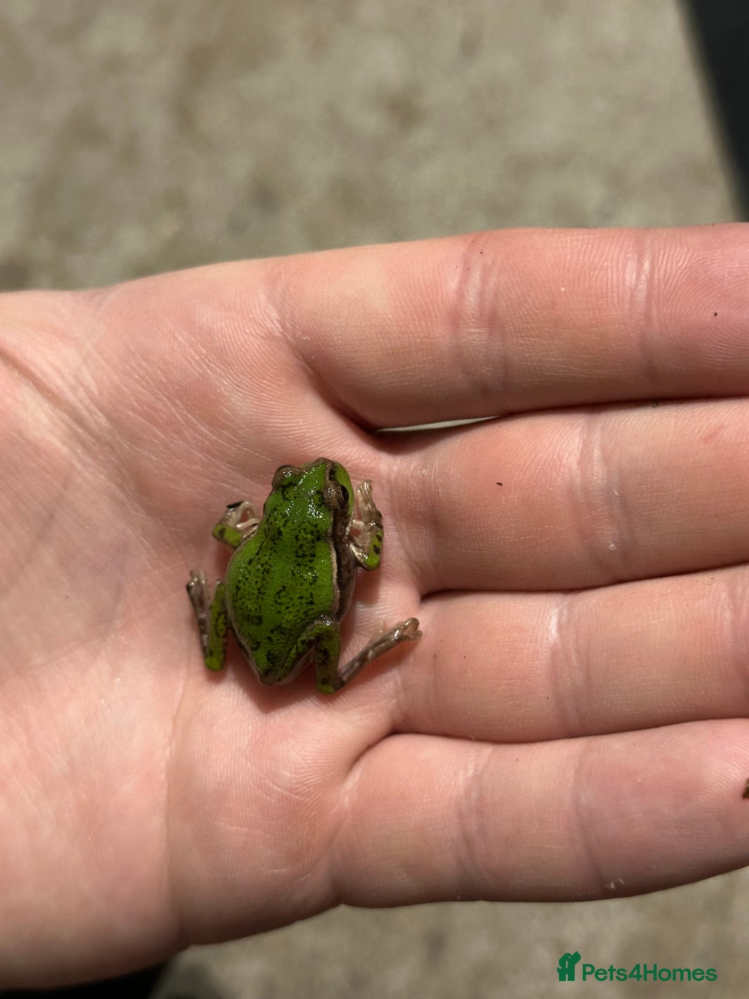 Frog reptiles for sale: Andean Marsupial Tree frogs - Image 2