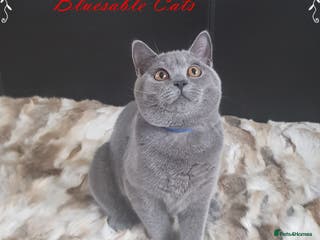 British Shorthair cats Pure Pedigree BSH kittens ( Male) - Advert 6