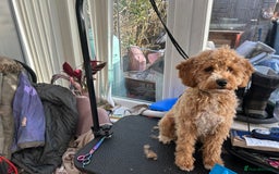 Cavachon dogs for sale: Cavapoochon  - Image 4