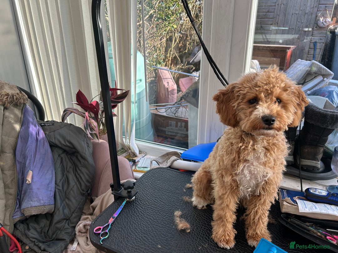 Cavachon dogs for sale: Cavapoochon  - Image 4