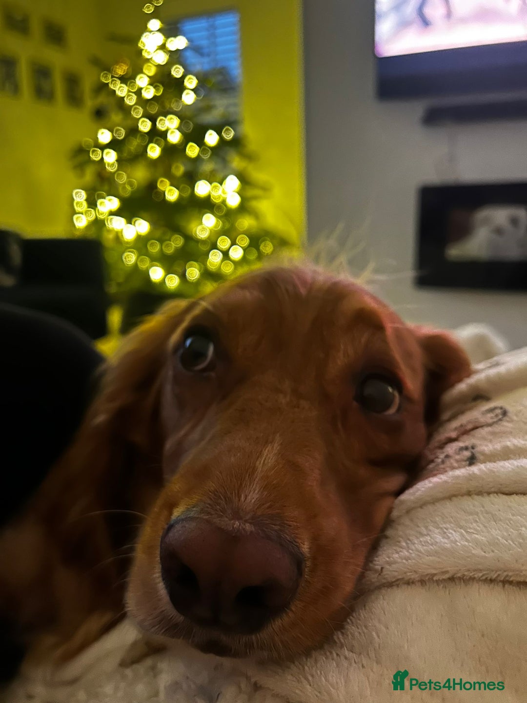 Cocker Spaniel dogs for adoption: Handsome & loyal REGGIE needs a new Loving Home - Image 7