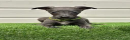 Whippet dogs for sale: Blue whippets  - Advert 12
