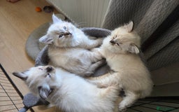 Ragdoll cats for sale: Beautiful Ragdoll kittens  - Image 6