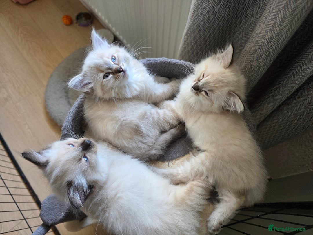 Ragdoll cats for sale: Beautiful Ragdoll kittens  - Image 6