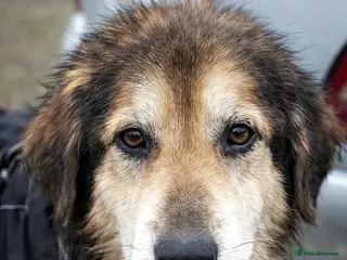 Mixed Breed dogs 🐾 ADAM – a Lovely boy for a Loving Home🐾 - Advert 7