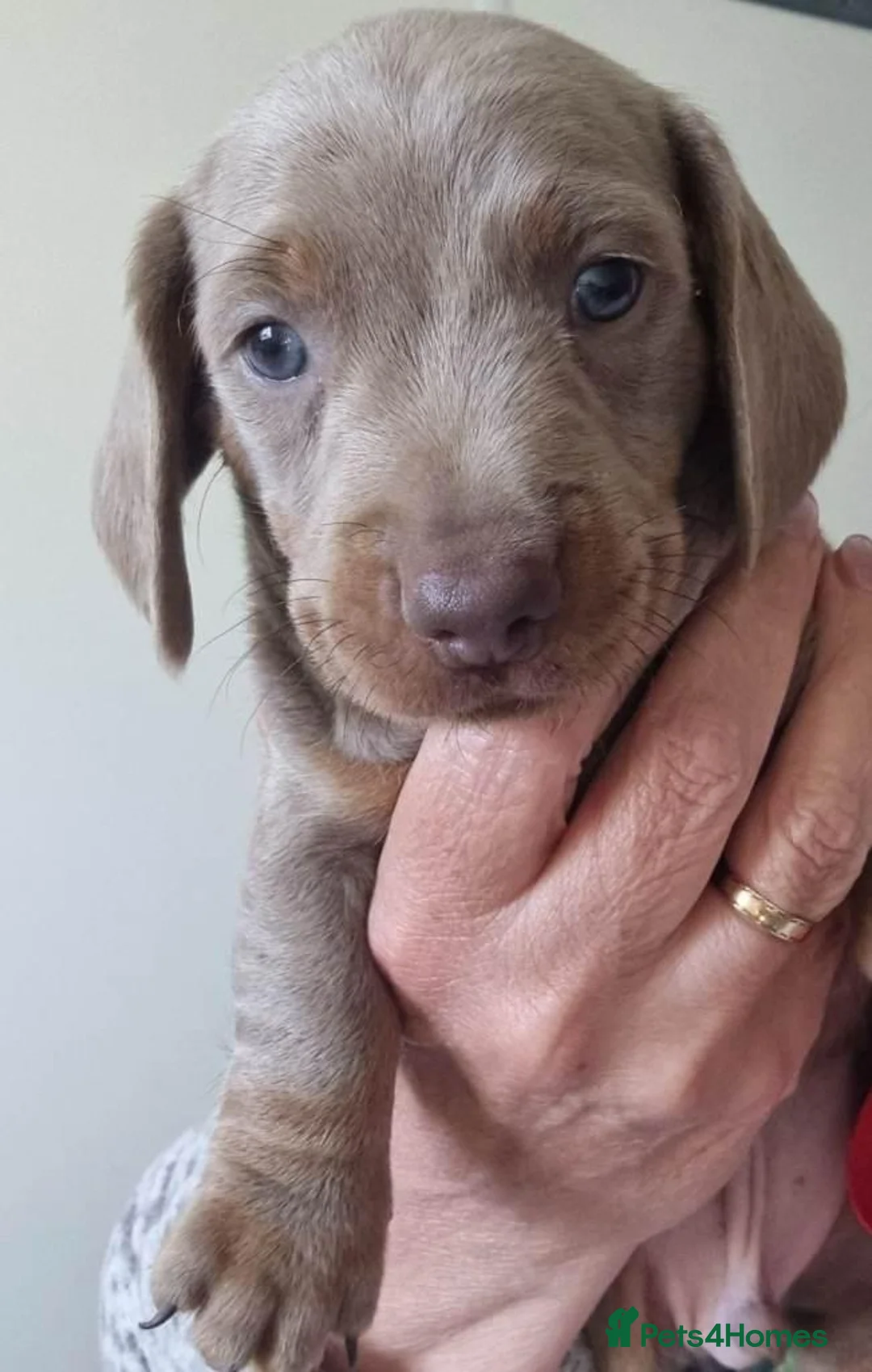 Miniature Dachshund dogs for sale: lovely miniature dachshunds puppies for sale in Warrington - Advert 6