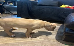 Mastiff dogs for sale: Mastiff X Puppies Looking for Forever Homes - Image 14