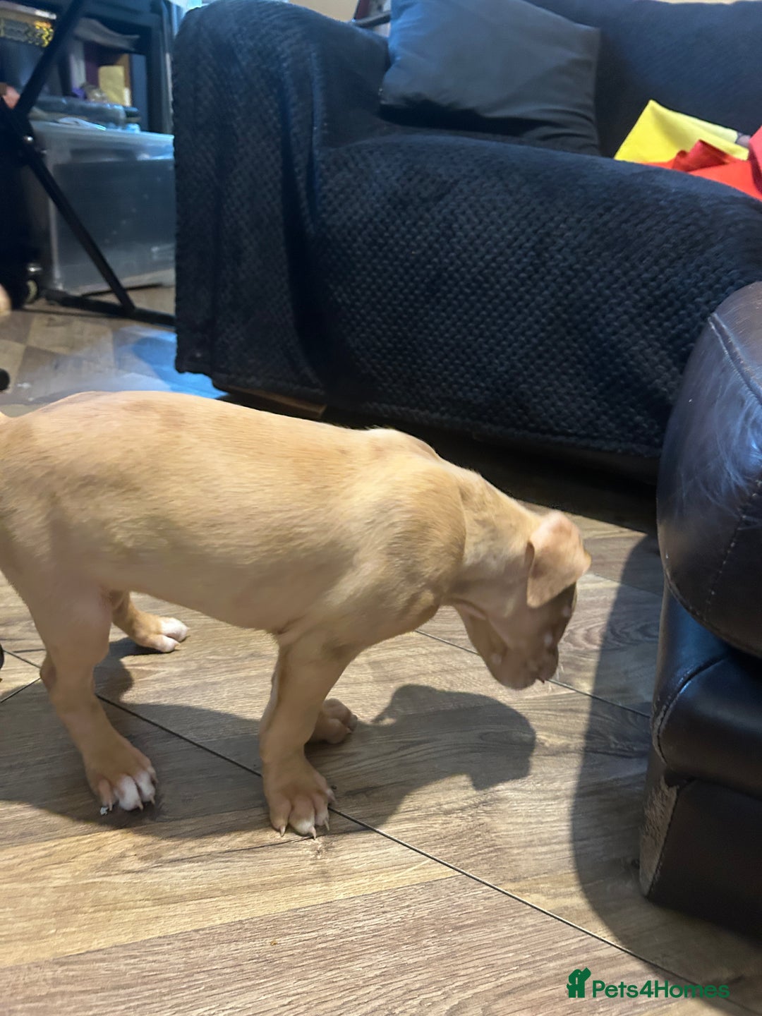 Mastiff dogs for sale: Mastiff X Puppies Looking for Forever Homes - Image 14