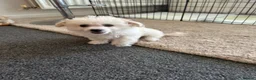 Bichon Frise dogs for sale: 2 Bichon Frise Boys – Vaccinated & Microchipped - Advert 5