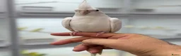 Cockatiels birds for sale: Cocktails  - Advert 5